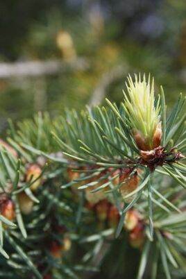 Pine shoots for cervical osteochondrosis