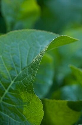 Radish leaves for healing compresses