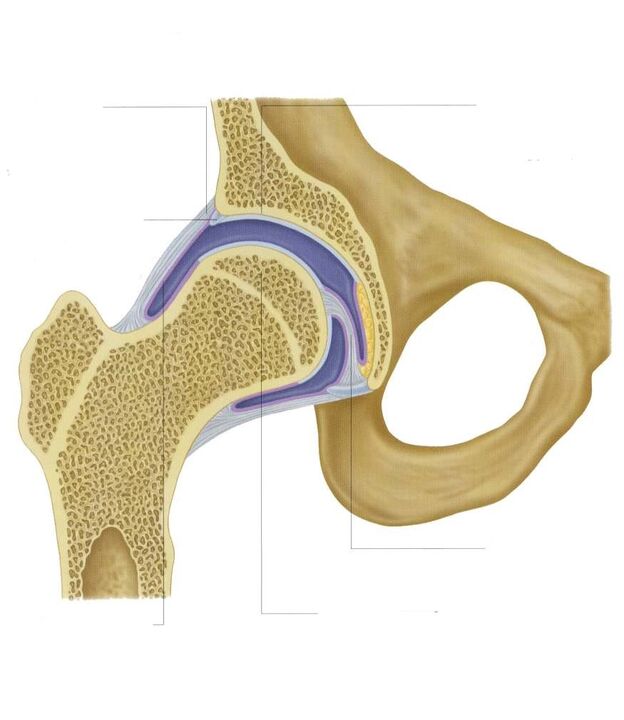 section hip joint